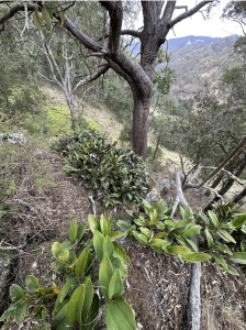 Rock Orchid – Dendrobium speciosum